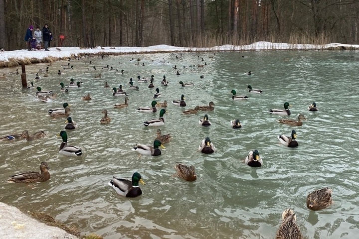 В Калужской области посчитают зимующих в регионе птиц