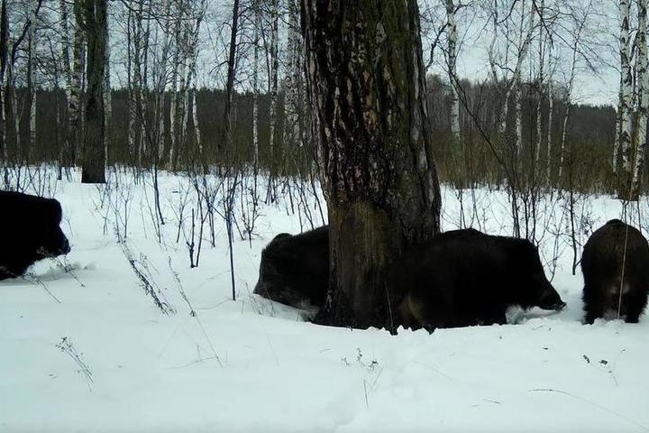 Кабаниха Элеонора завела себе гарем из двух самцов и взрослого секача