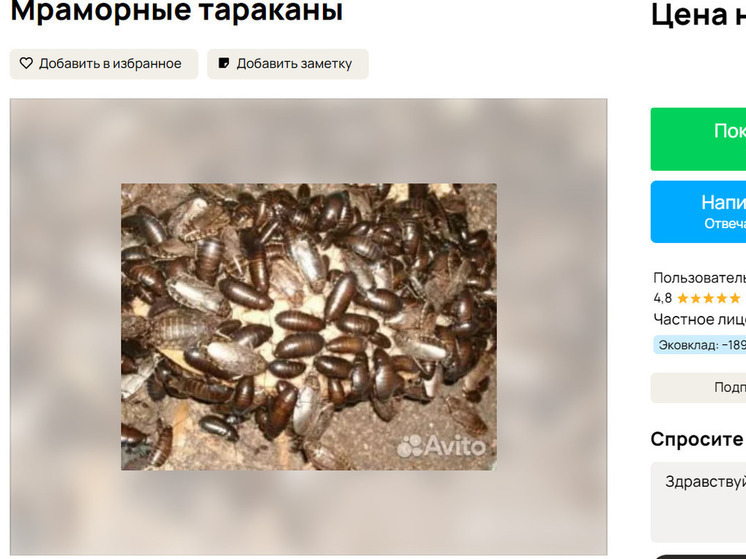 Сибиряк продает мраморных тараканов за темный шоколад