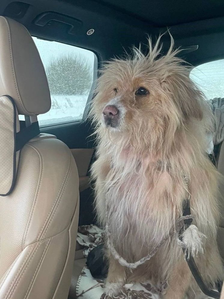 Собака полторы недели ждала на морозе хозяев-нелюдей из Одинцово