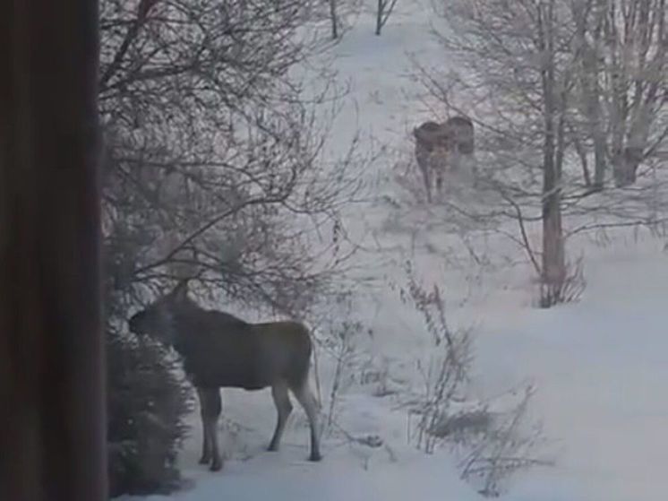 В городском округе Солнечногорск снова были замечены лоси