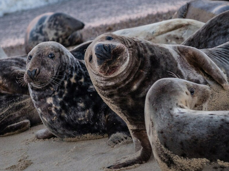 Названа причина массовой гибели тюленей: зараза угрожает хрупкой экосистеме Антарктики