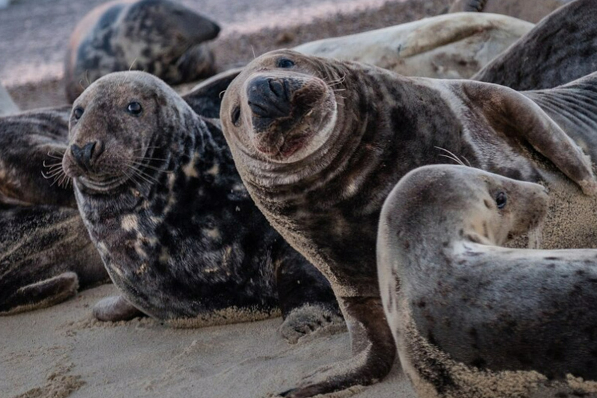 The cause of the mass death of seals has been named: the infection threatens the fragile Antarctic ecosystem