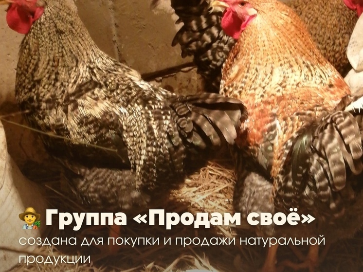 В Смоленске создали группу для прямого общения фермеров и потребителей