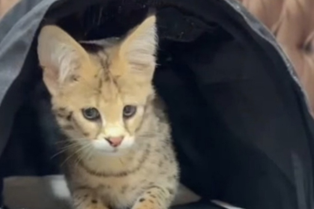 Липецкий зоопарк примет котят сервала, спасенных от контрабандистов