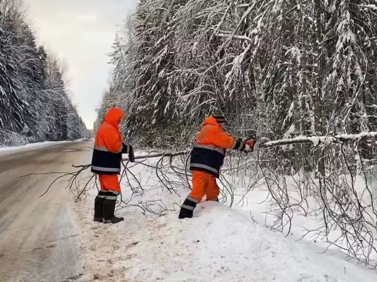 Новгородские дорожники устранили свыше 300 аварийных деревьев