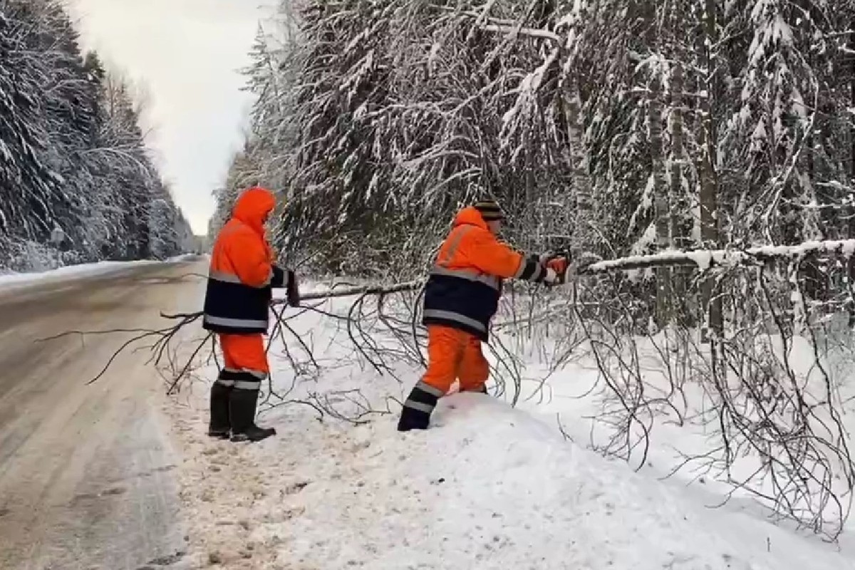 Новгородские дорожники устранили свыше 300 аварийных деревьев
