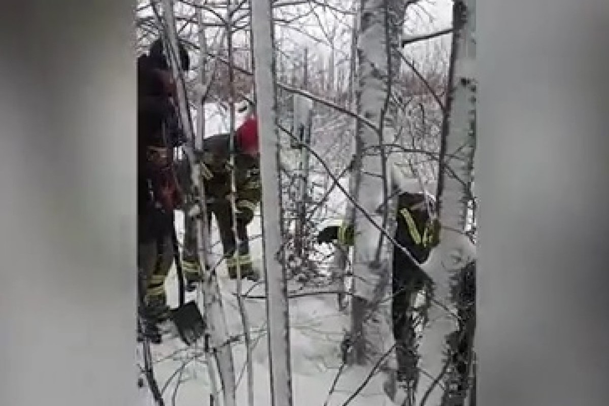 In Lobnya, rescuers spent 9 hours extracting dogs from under a concrete slab