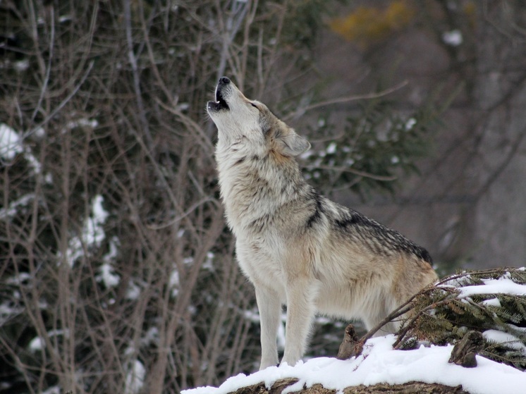 В Якутии отмечена большая численность волков в горно-таежной части