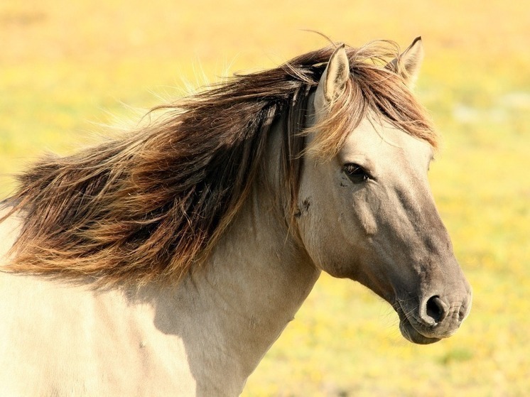 Лошадь Маруся из Костомукши не пережила переезд