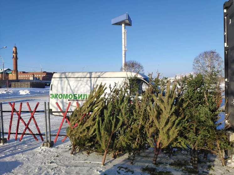 Вальс иголок: в Новосибирске стартовала акция по утилизации елок
