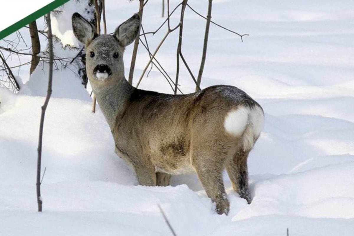 В Пензенской области браконьеры убили семь косуль и двух кабанов