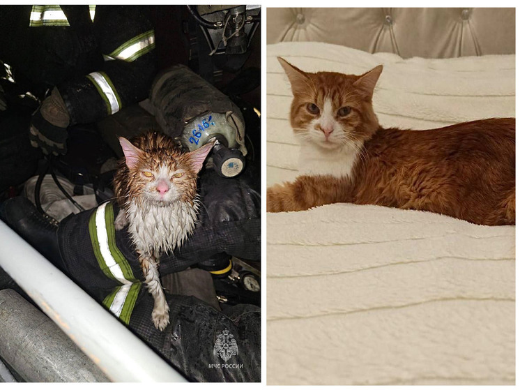 Пожарный из Вологды приютил кота, который из-за пожара оказался бездомным