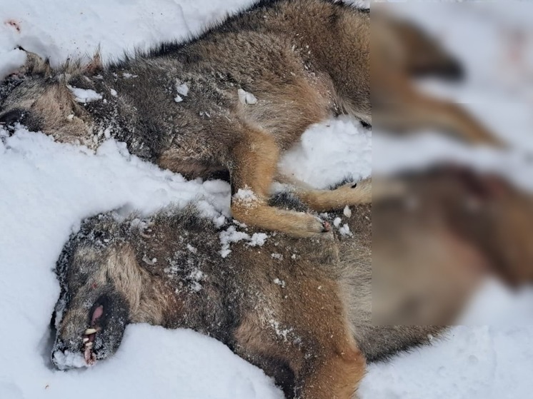 Жительница Себежа отбила собак от 2 волков