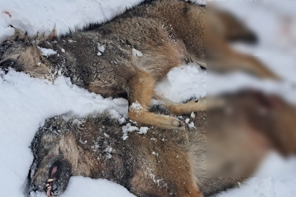 Жительница Себежа отбила собак от 2 волков