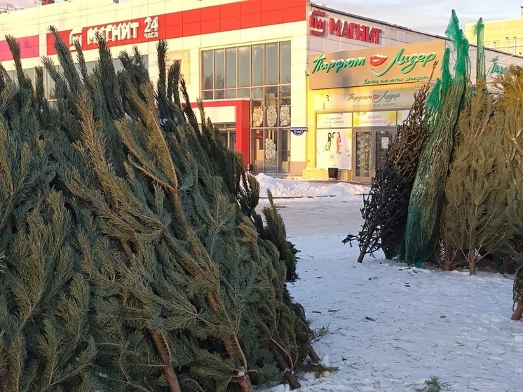 В Омске ёлки, оставленные у мусорных баков, превратят в сувениры