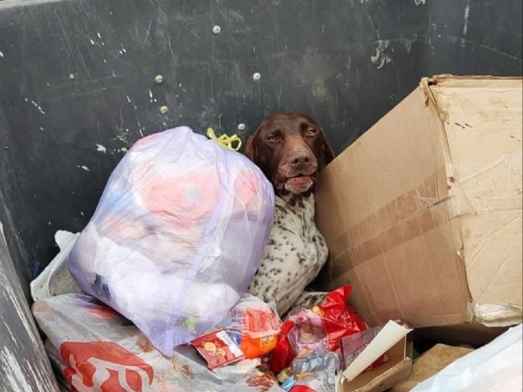 На Кубани в мусорном контейнере нашли выброшенного курцхаара
