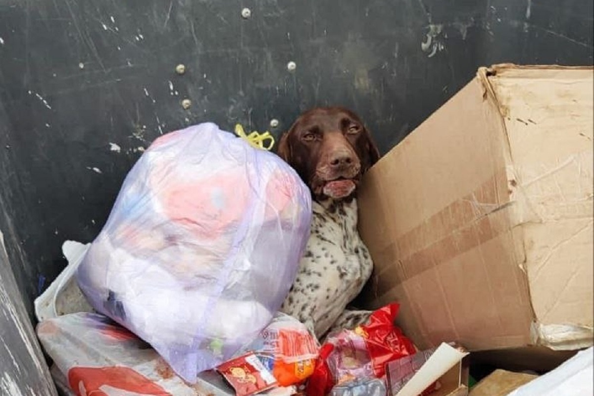На Кубани в мусорном баке нашли выброшенную породистую собаку