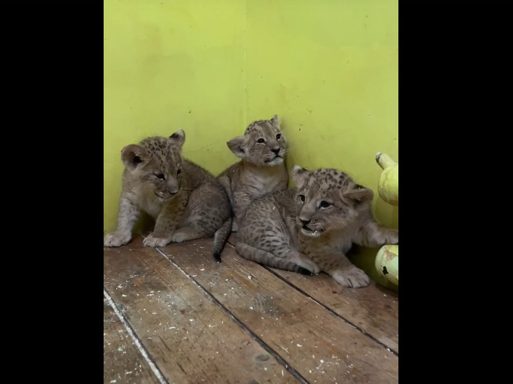 Зоопарк показал белгородцам подросших львят