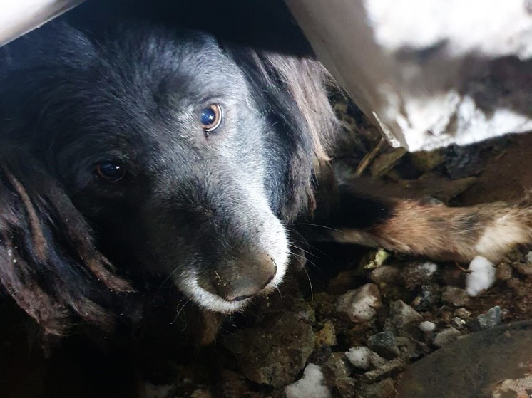 Собак из бетонного плена в Лобне вызволили спасатели и волонтеры