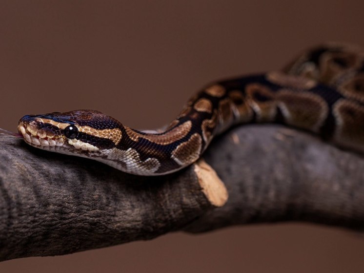Австралийку укусила вторая в мире по ядовитости змея во время сна