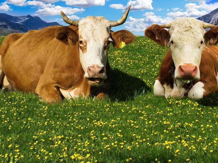 За полгода в Оме посреди голого поля возвели молочную ферму