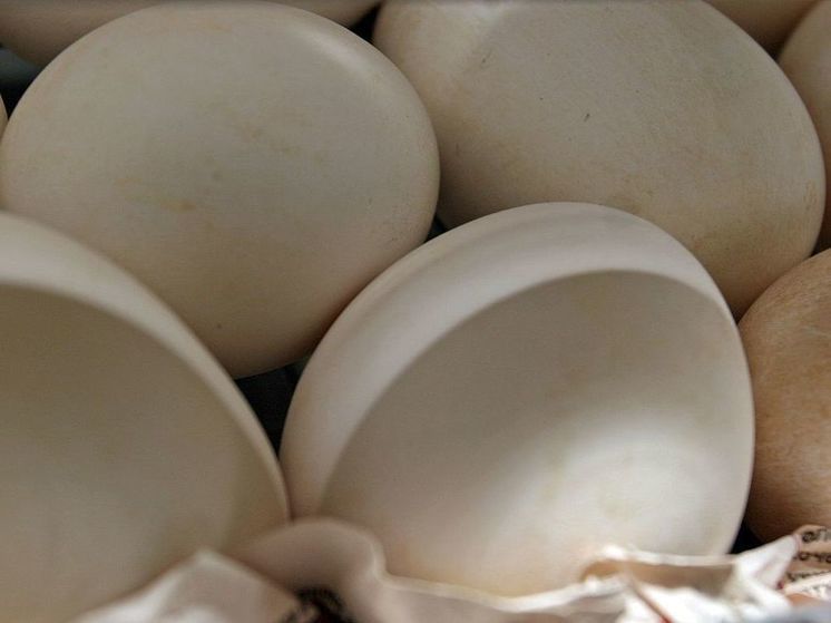 В Российском птицеводческом союзе назвали отечественные яйца самыми дешевыми в мире