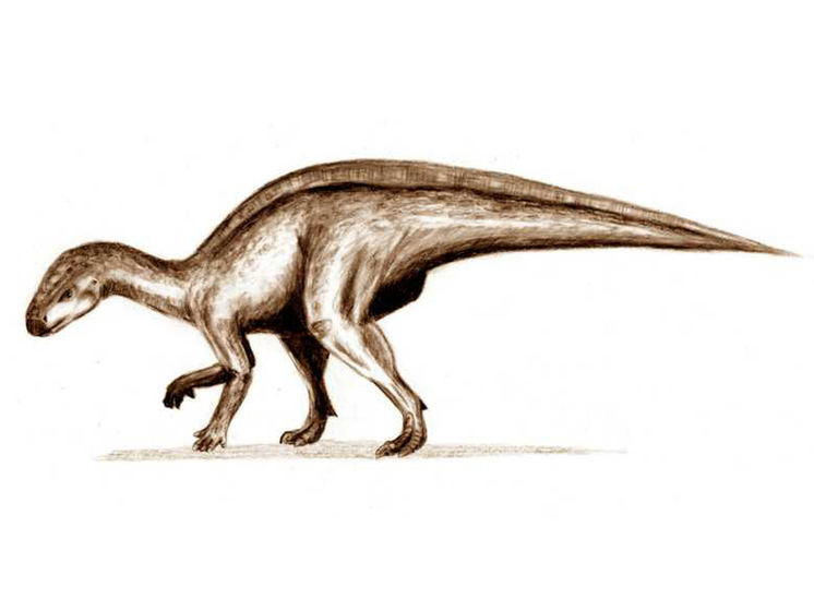 Новые скелеты травоядных динозавров найдены на родине Дракулы