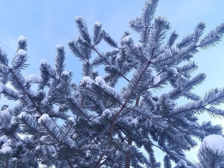 Изморозь и туман ожидается в Ленобласти 13 января