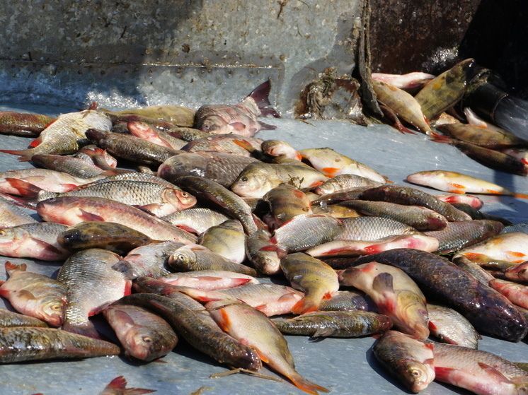 Из Астрахани отправили более 52 тонн рыбы