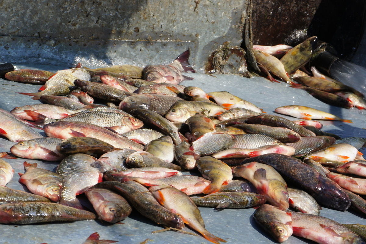 Из Астрахани отправили более 52 тонн рыбы
