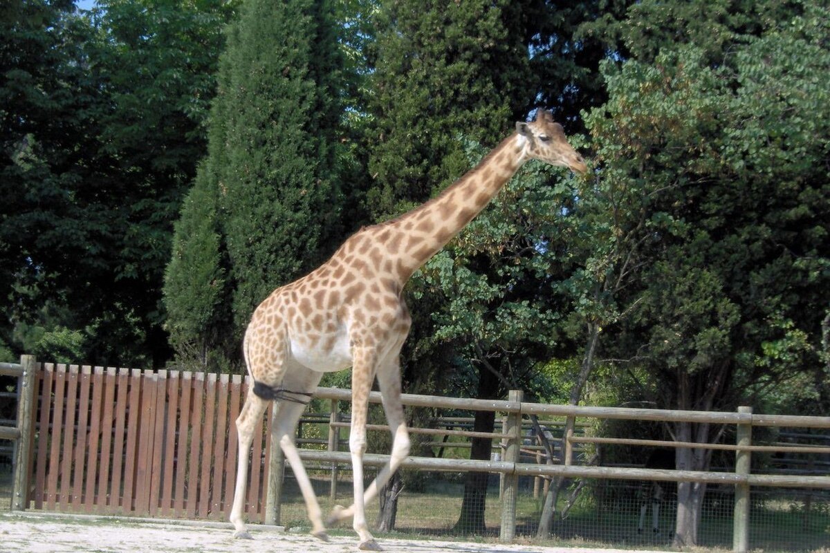 The oldest giraffe in Europe, Lizonka, died at the Rostov-on-Don Zoo