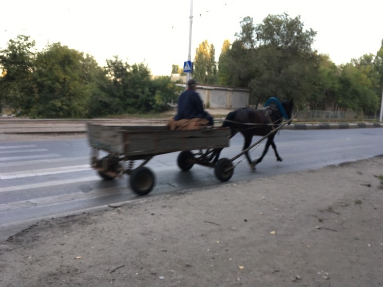 В ДТП под Александровым Гаем участвовали лошади