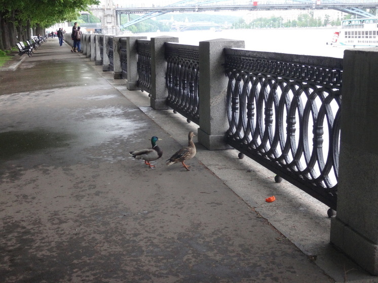 На улице Батавина проведут операцию по спасению уток