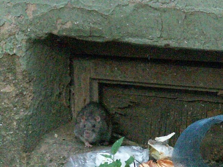 Огромная крыса поселилась в квартире ЖК «Люберцы»