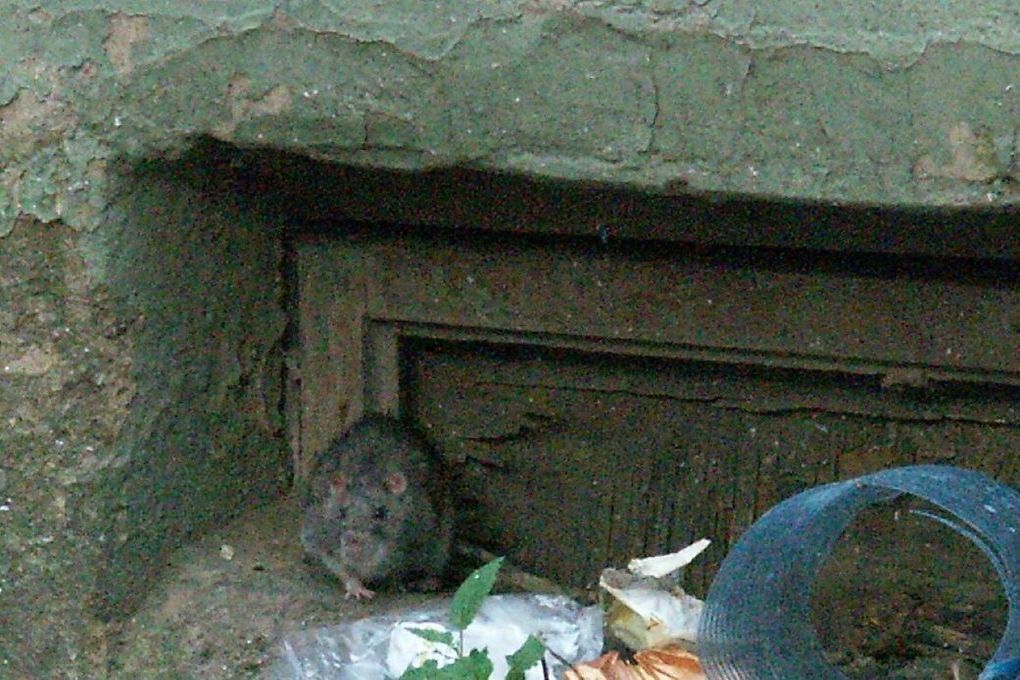 Огромная крыса поселилась в квартире ЖК «Люберцы»