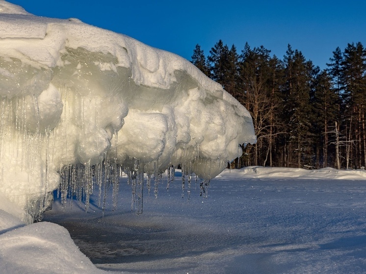 Белого снежного медведя снял фотограф на озере в Карелии