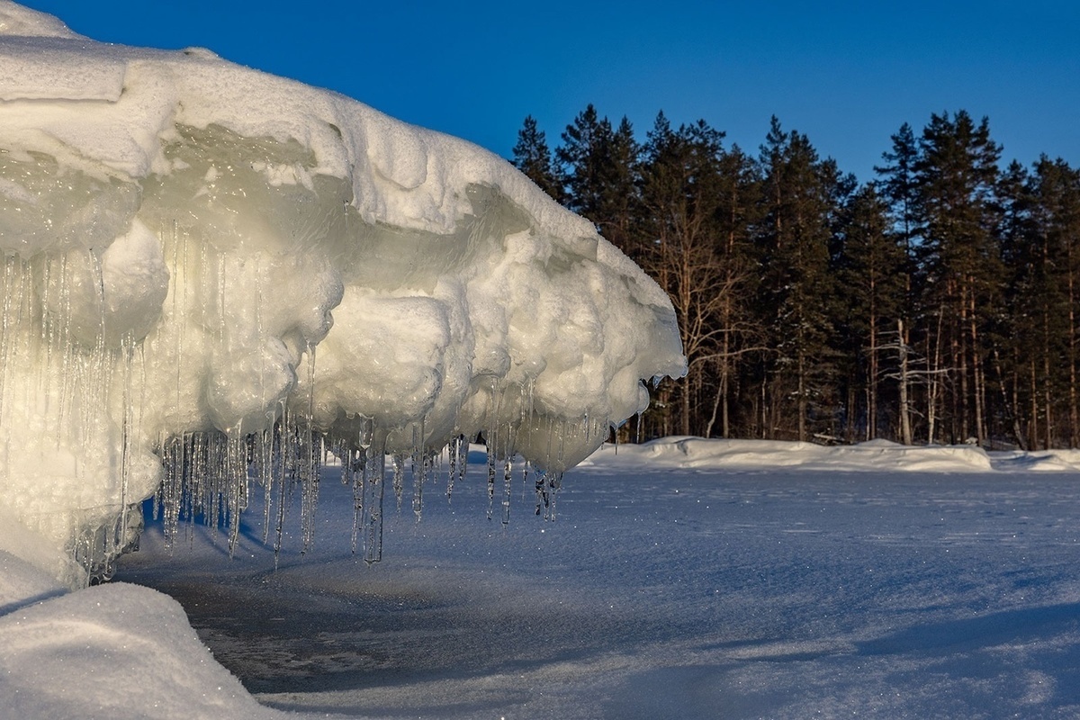 Белого снежного медведя снял фотограф на озере в Карелии