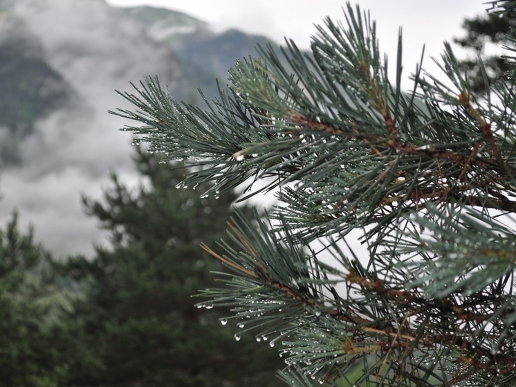 Питомники растений помогут восстановить леса ДНР