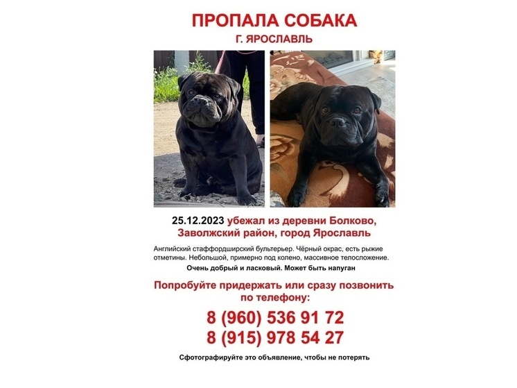 В Ярославской области хозяева готовы заплатить 200 тысяч за возвращение любимого пса