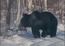 В Приморье медведь, который не впал в спячку, терроризирует жителей