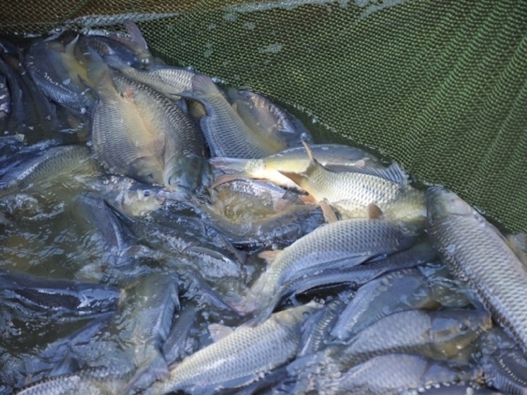 Волгоградские предприятия в 2023 году выловили почти 6900 тонн рыбы