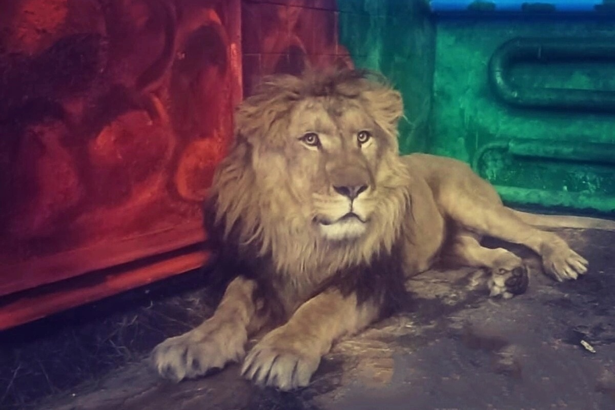 В Липецком зоопарке появился еще один лев