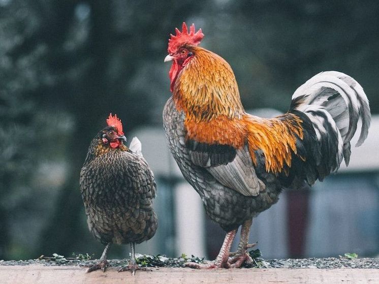 Строжайше запрещено в Куриный праздник есть мясо птицы, иначе счастье упорхнет