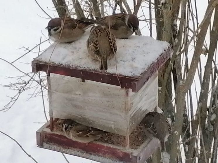 Жителям Подмосковья напомнили, как правильно зимой подкармливать птиц