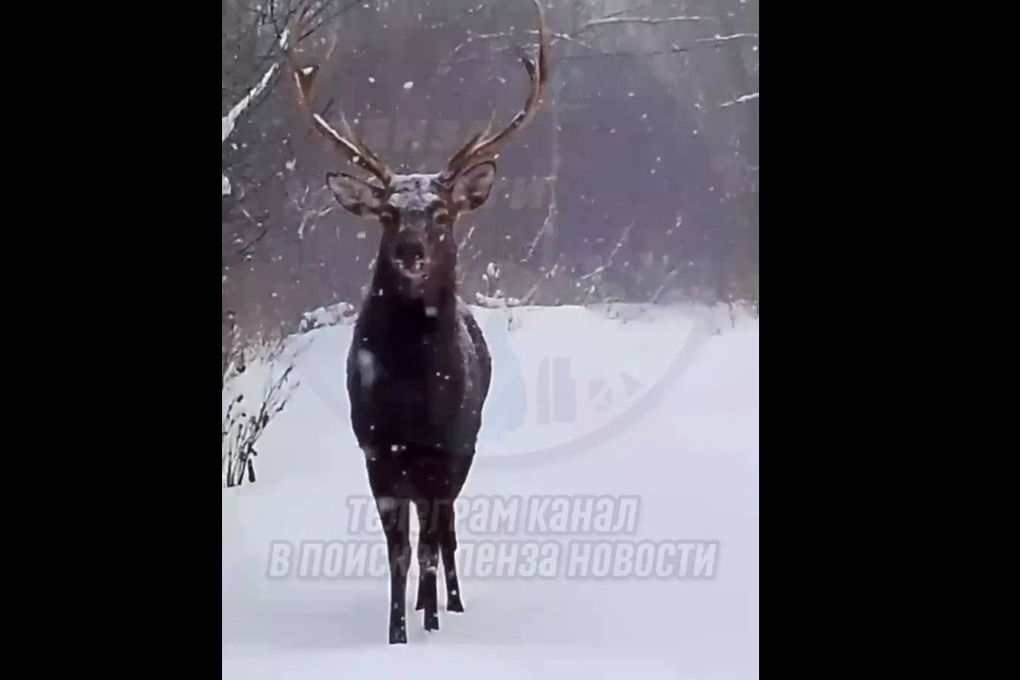 Необыкновенный олень Необыкновенный олень