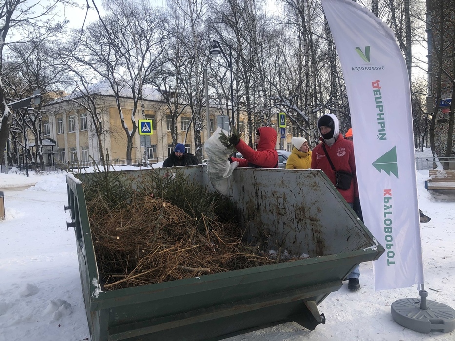 Вологжане сдали ели на переработку