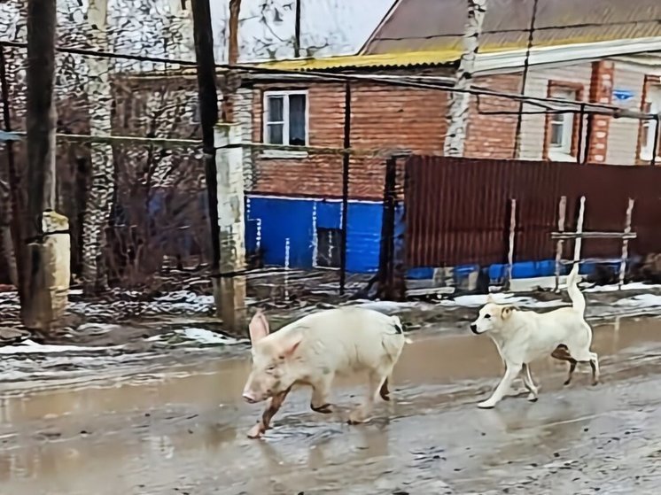 В Астрахани свинья устроила забег с собаками