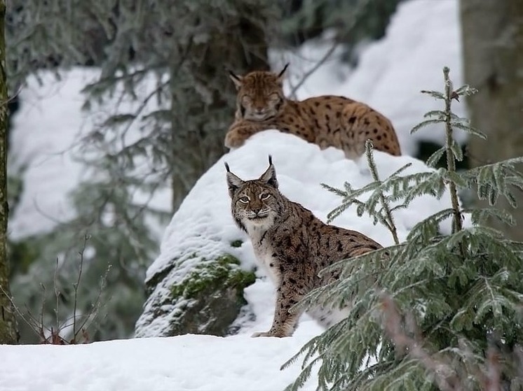 Пара рысей прибудет из Москвы в мариупольский зоопарк
