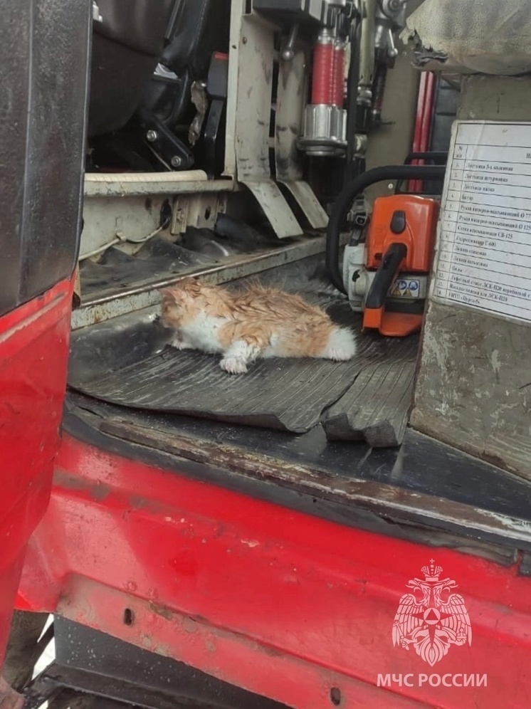 Во время страшного пожара в Тверской области спасли котенка